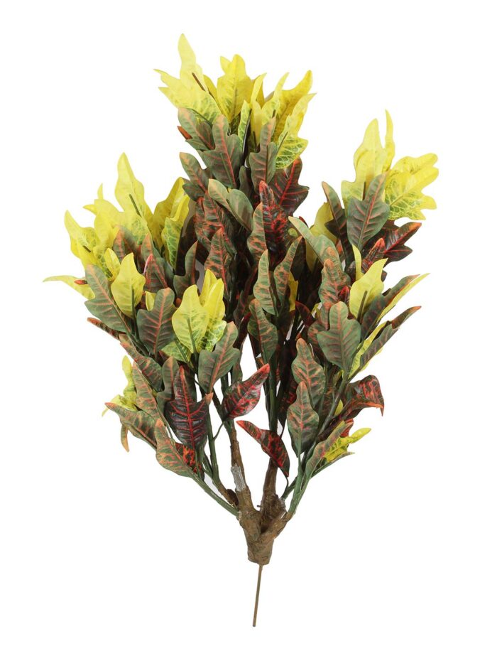Croton Plant - Image 3