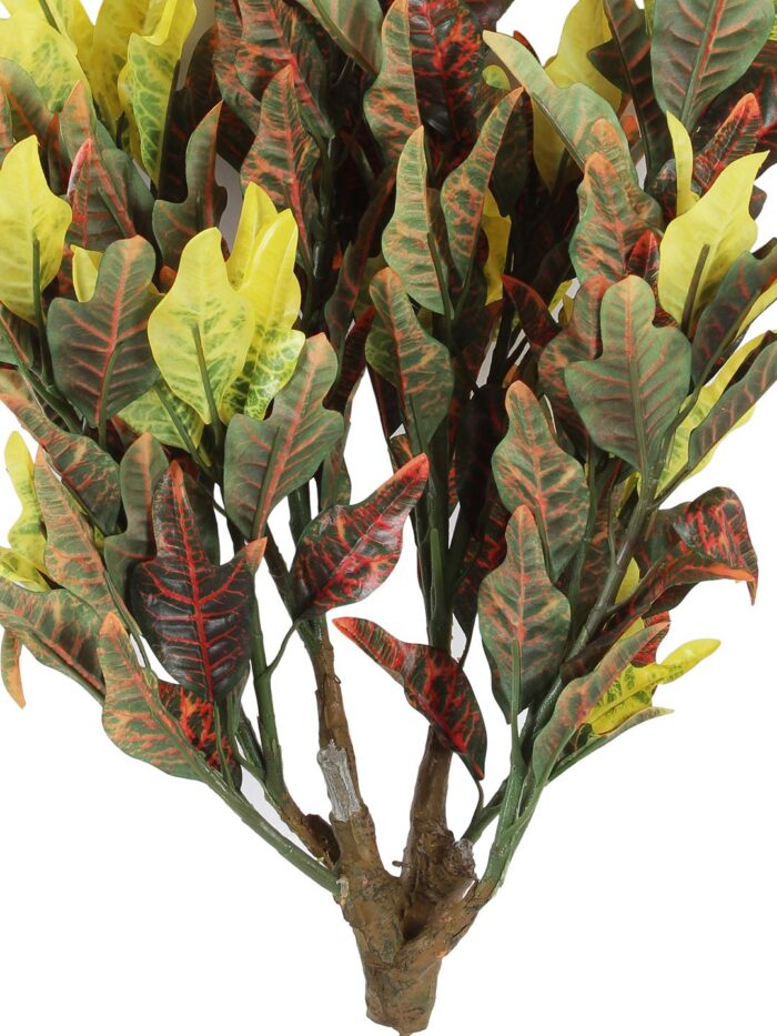 Croton Plant - Image 4