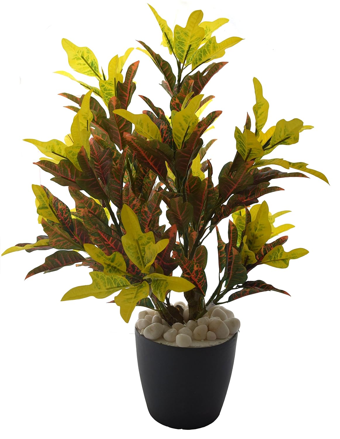 Croton-Plant.jpg