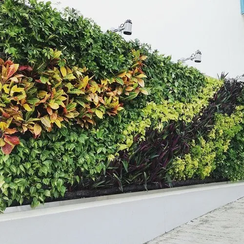 natural-green-wall-plants-500×500-3.webp